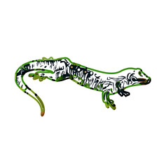 Color sketch of gecko with a transparent background