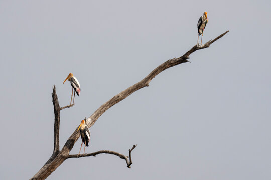 Painted Stork (Mycteria leucocephala), Bandhavgarh National Park, Madhya Pradesh, India, Asia