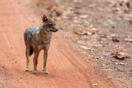 Asiatic Jackal (Canis Aureus), Bandhavgarh National Park, Madhya Pradesh, India, Asia