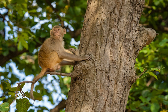 Rhesus macaque (Macaca mulatta), Bandhavgarh National Park, Madhya Pradesh, India, Asia