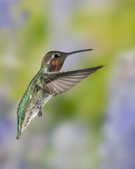 Fototapeta na wymiar Male Anna's Hummingbird in Flight