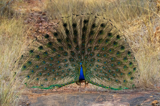 Indian Peafowl (Pavo cristatus) displaying, Bandhavgarh National Park, Madhya Pradesh, India, Asia
