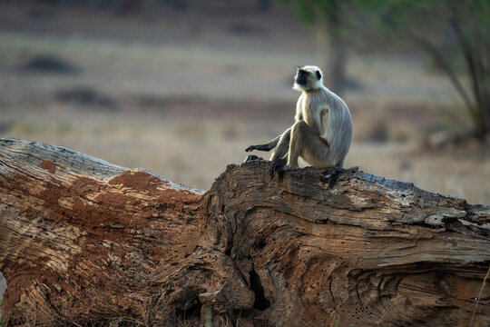 Common Langur (Semnopithecus Entellus), Bandhavgarh National Park, Madhya Pradesh, India, Asia
