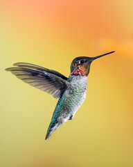 Male Anna's Hummingbird in Flight