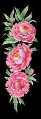 bouquet of pink peonies in watercolour - 635939858