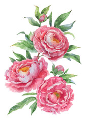Bouquet of pink watercolour peony - 635939874