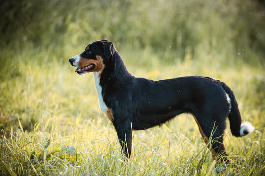 Appenzeller Sennenhund