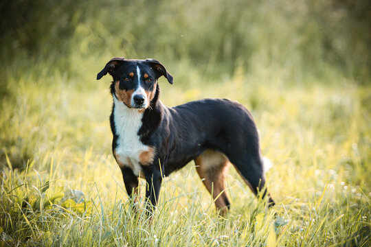 Appenzeller Sennenhund