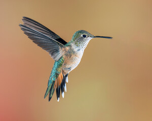 Fototapeta na wymiar Female or Immature Male Broad-tailed Hummingbird in Flight, Flared Tail Feathers