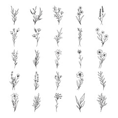 Fototapeta premium Set of plant hand drawn vector