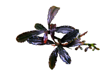 Bucephalandra Kedagang red popular aquatic plant isolated on transparent background. PNG transparency