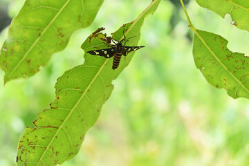 A Sandalwood Defoliator moth (Amata Passalis) sitting underside of a leaf