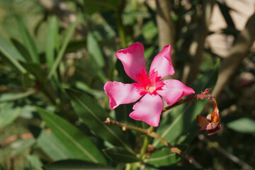 Obraz na płótnie Canvas a pink oleander flower with green leaves