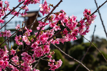 The enchanting beauty of cherry trees.	
