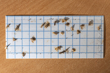 Clothes moth's strip or a pheromone pad is covered with moths. glue pad attracting brown moths.
