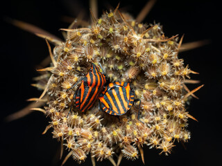 Graphosoma lineatum italicum