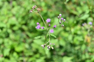 Overhead view of the little flower heads of Little Ironweed flowers and buds
