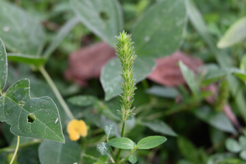 Near the ground in a lawn area, a small grass flower inflorescence bloomed