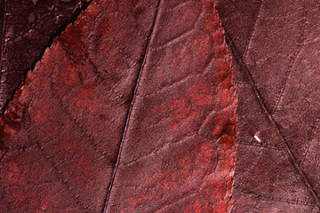 Natural autumn texture from dark red colored leaves with water drops. Beautiful autumnal botanical...