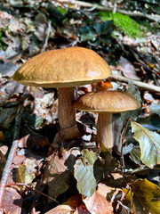 two porcini mushrooms in the forest