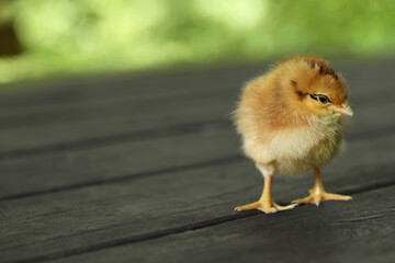 Cute chick on wooden surface outdoors, closeup with space for text. Baby animal
