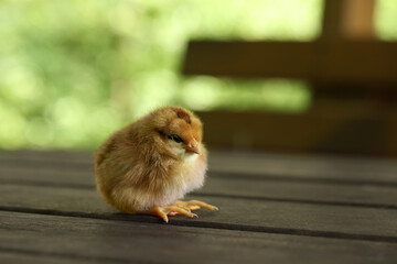 Cute chick on wooden surface outdoors, closeup with space for text. Baby animal