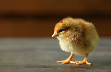 Cute chick on wooden surface, closeup with space for text. Baby animal