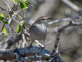Bewick's Wren