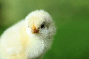 Cute chick on blurred background, closeup with space for text. Baby animal