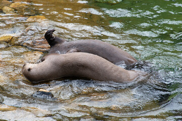 Loutre géante, Pteronura brasiliensis