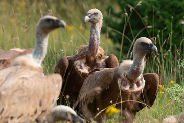 Vautour fauve,.Gyps fulvus, Griffon Vulture, Parc naturel régional des grands causses 48, Lozere, France