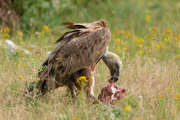 Vautour fauve,.Gyps fulvus, Griffon Vulture, Parc naturel régional des grands causses 48, Lozere, France