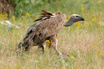 Fototapeta premium Vautour fauve,.Gyps fulvus, Griffon Vulture, Parc naturel régional des grands causses 48, Lozere, France