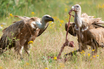 Vautour fauve,.Gyps fulvus, Griffon Vulture, Parc naturel régional des grands causses 48, Lozere, France