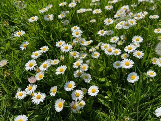 Beautiful white daisy flowers, dandelions and green grass growing outdoors