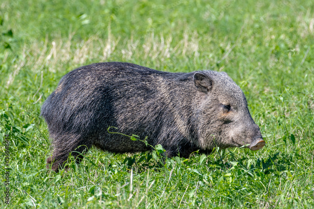 Sticker collared peccary grazing in spring grasses