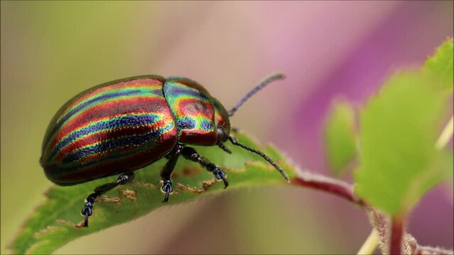 Regenbogen-Blattk&auml;fer (Chrysolina cerealis)