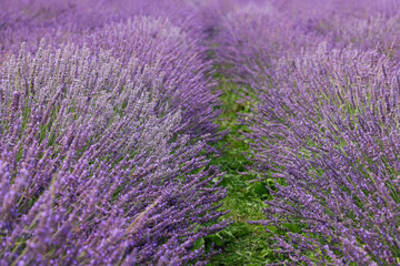 View of beautiful blooming lavender growing in field
