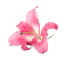 Beautiful pink lily flower isolated on white