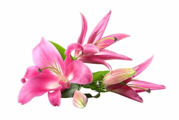 Beautiful pink lily flowers isolated on white