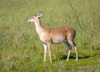 White-tailed Deer
