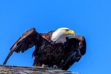 A Bald Eagle Preparing to Take Flight