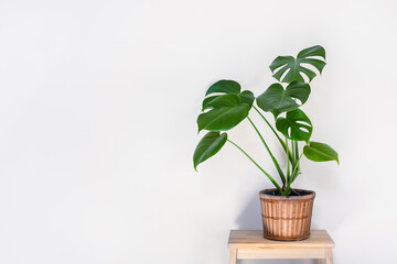 Monstera deliciosa or Swiss Cheese Plant in wicker flower pot isolated on a light background, home gardening and connecting with nature