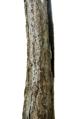 Fototapeta premium Pine Tree Trunks Isolated On White Background.