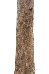 Fototapeta premium Pine Tree Trunks Isolated On White Background.