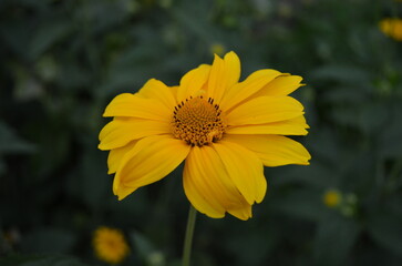 yellow flower in the sun