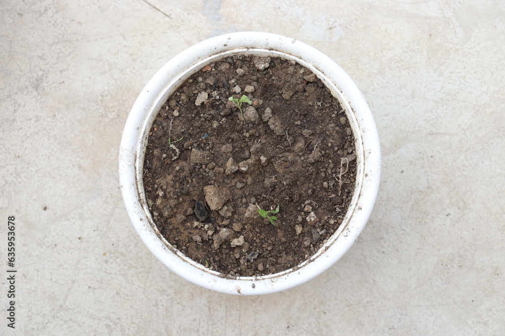 Wall mural a white pot full of fertile soil mixed with fertilizers with 2 small plants on cemented ground