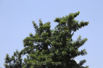 Spruce tree under the blue faded sky