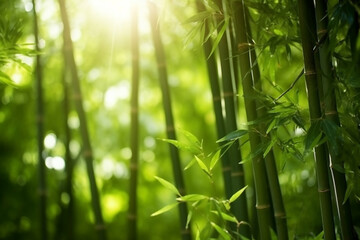 Fototapeta na wymiar Abstract blur bamboo forest with sunlight