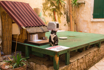 Obraz premium A street cat at a shelter built by local residents in the historic centre of Split in Croatia. The sign warns people not to walk on the platform due to a deep drop